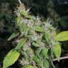 семена конопли Спб Green Gelato feminised Royal Queen