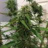 семена конопли с доставкой Botafumeiros feminised Sweet Seeds