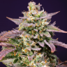 заказать семена конопли с доставкой по рф Auto Fast Bud #2 feminised заказать семена конопли с доставкой по рф Auto Fast Bud #2 feminised