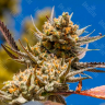Семена марихуаны по низким ценам Rolling Frau feminised Ganja Seeds Семена марихуаны по низким ценам Rolling Frau feminised Ganja Seeds