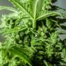 Amnesia feminised Breeders Community Seeds Amnesia feminised Breeders Community Seeds