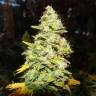 семена конопли Россия White Widow feminised Medical Seeds семена конопли Россия White Widow feminised Medical Seeds