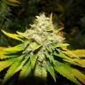 купить семена конопли White Widow feminised Medical Seeds купить семена конопли White Widow feminised Medical Seeds