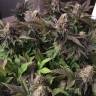 семена конопли в фирменной упаковке Blue Pyramid feminised Pyramid Seeds семена конопли в фирменной упаковке Blue Pyramid feminised Pyramid Seeds