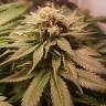 семена конопли сорта сатива Haze Berry feminised Royal Queen