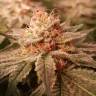 семена конопли для курения Haze Berry feminised Royal Queen