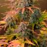 Семена марихуаны Auto Night Queen feminised Ganja Seeds Семена марихуаны Auto Night Queen feminised Ganja Seeds