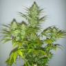 Семена конопли недорого Auto White Widow feminised GanjaLiveSeeds Семена конопли недорого Auto White Widow feminised GanjaLiveSeeds
