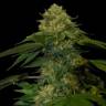 Семена Holy Grail feminised Ganja Seeds Семена Holy Grail feminised Ganja Seeds