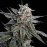 Семена каннабиса Holy Grail feminised Ganja Seeds Семена каннабиса Holy Grail feminised Ganja Seeds