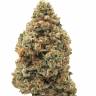 Купить семена Holy Grail feminised Ganja Seeds Купить семена Holy Grail feminised Ganja Seeds