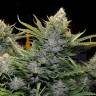 Amnesia Grapefruit feminised Breeders Community Seeds Amnesia Grapefruit feminised Breeders Community Seeds