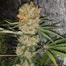семена конопли марихуаны Critical Kush regular Ganja Seeds семена конопли марихуаны Critical Kush regular Ganja Seeds