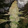 семена конопли элитных сортов Critical Kush regular Ganja Seeds семена конопли элитных сортов Critical Kush regular Ganja Seeds