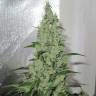 семена конопли Y Griega feminised Medical Seeds семена конопли Y Griega feminised Medical Seeds