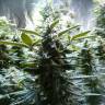семена конопли элитных сортов Hulkberry feminised Royal Queen семена конопли элитных сортов Hulkberry feminised Royal Queen