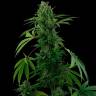 Семена конопли Auto Pineapple Express feminised Ganja Seeds Семена конопли Auto Pineapple Express feminised Ganja Seeds