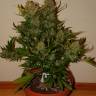 Качественные семена конопли Auto Pineapple Express feminised Ganja Seeds Качественные семена конопли Auto Pineapple Express feminised Ganja Seeds