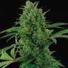 Семена марихуаны Auto Pineapple Express feminised Ganja Seeds Семена марихуаны Auto Pineapple Express feminised Ganja Seeds