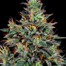 Семена Master Kush feminised Ganja Seeds Семена Master Kush feminised Ganja Seeds