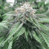 Семена конопли Master Kush feminised Ganja Seeds Семена конопли Master Kush feminised Ganja Seeds