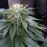 Качественные семена Master Kush feminised Ganja Seeds Качественные семена Master Kush feminised Ganja Seeds
