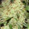 Качественные семена конопли Master Kush feminised Ganja Seeds Качественные семена конопли Master Kush feminised Ganja Seeds