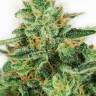 Master Kush feminised Ganja Seeds Master Kush feminised Ganja Seeds