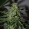 Amnesia Haze feminised Breeders Community Seeds Amnesia Haze feminised Breeders Community Seeds
