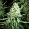 Amnesia Haze feminised Breeders Community Seeds Amnesia Haze feminised Breeders Community Seeds