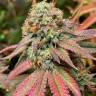 Auto Northern Blue regular Ganja Seeds Auto Northern Blue regular Ganja Seeds