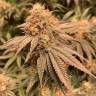Auto Northern Blue regular Ganja Seeds Auto Northern Blue regular Ganja Seeds