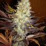 Auto Northern Blue regular Ganja Seeds Auto Northern Blue regular Ganja Seeds