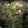 где заказать семена конопли Delahaze feminised Paradise Seeds
