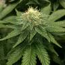 семена конопли гидропоники ICE feminised Royal Queen семена конопли гидропоники ICE feminised Royal Queen