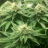 семена конопли дешево ICE feminised Royal Queen семена конопли дешево ICE feminised Royal Queen