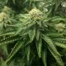 семена конопли с доставкой ICE feminised Royal Queen семена конопли с доставкой ICE feminised Royal Queen
