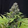 Семена конопли Auto S.A.D. (Sweet Afgani Delicious) feminised Ganja Seeds Семена конопли Auto S.A.D. (Sweet Afgani Delicious) feminised Ganja Seeds