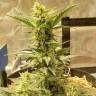 Семена Sweet Cheese feminised Ganja Seeds Семена Sweet Cheese feminised Ganja Seeds