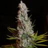 Семена конопли Sweet Cheese feminised Ganja Seeds Семена конопли Sweet Cheese feminised Ganja Seeds
