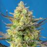 Купить семена Sweet Cheese feminised Ganja Seeds Купить семена Sweet Cheese feminised Ganja Seeds