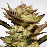 где можно заказать семена конопли Durga Mata feminised Paradise Seeds