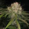 где заказать семена конопли Cream Caramel F1 Fast Version feminised Sweet Seeds