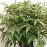 Семена конопли Auto X.Treme feminised Ganja Seeds Семена конопли Auto X.Treme feminised Ganja Seeds