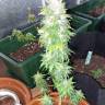 Семена марихуаны Auto AK 49 feminised GanjaLiveSeeds Семена марихуаны Auto AK 49 feminised GanjaLiveSeeds