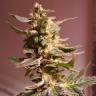 Качественные семена конопли Auto AK 49 feminised GanjaLiveSeeds Качественные семена конопли Auto AK 49 feminised GanjaLiveSeeds