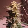 Семена конопли Auto AK 49 feminised GanjaLiveSeeds Семена конопли Auto AK 49 feminised GanjaLiveSeeds