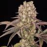 Семена Runtz Muffin feminised Ganja Seeds Семена Runtz Muffin feminised Ganja Seeds