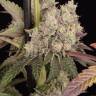 Семена конопли Runtz Muffin feminised Ganja Seeds Семена конопли Runtz Muffin feminised Ganja Seeds