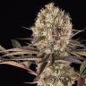 Заказать семена Runtz Muffin feminised Ganja Seeds Заказать семена Runtz Muffin feminised Ganja Seeds